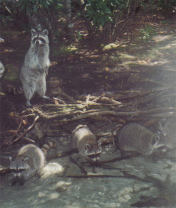 Racoons by the creek