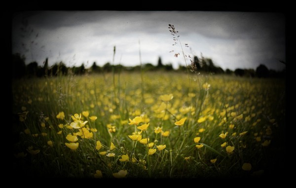 Buttercup Meadow Through The View Finder