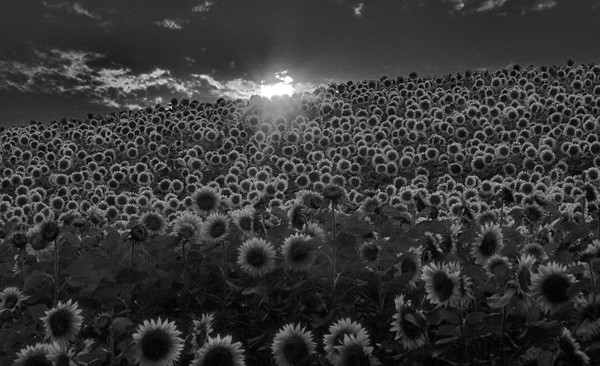 sunflower sunset b&w