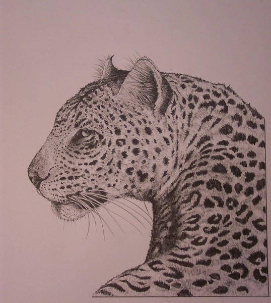 leopard