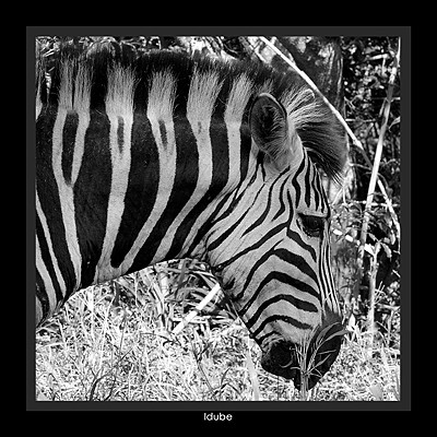 Idube / Zebra