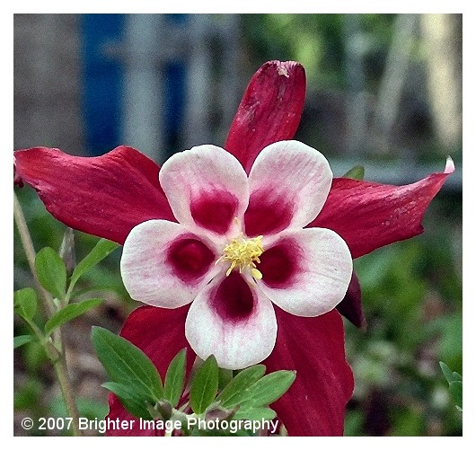 Columbine