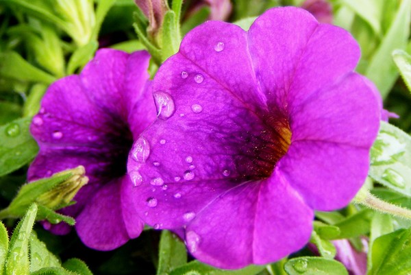 Rainy Purple Bloom 1