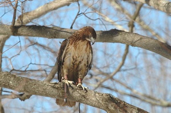 Red-tailed Hawk hunting.