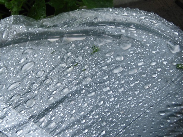 DROPS..lets...us to be nourished...