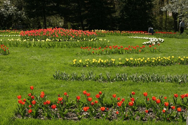 Tulip Area in Elizabeth Park, West Harford