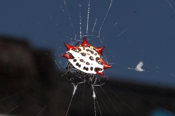 Interesting Spider