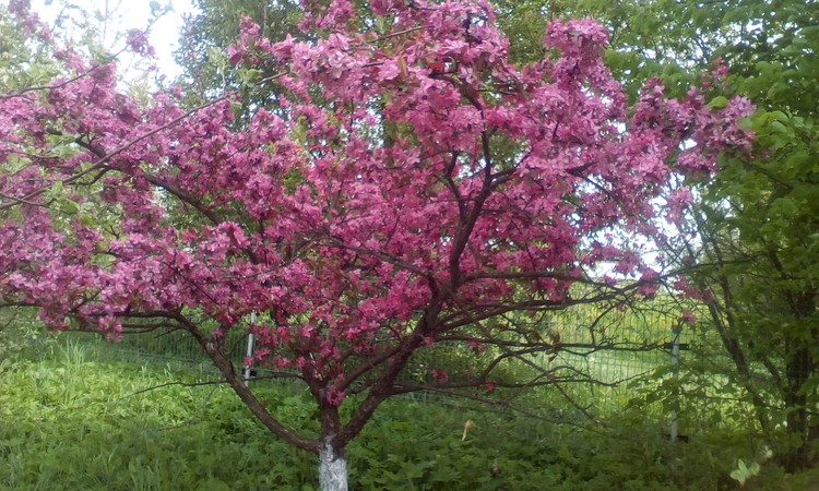 The little wild apple tree