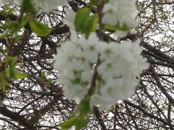 cherry in bloom