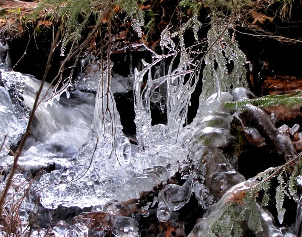 Ice jungle!