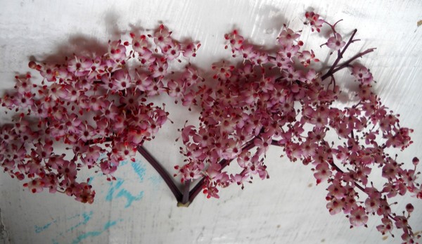 Mini-Flowers as Organic Ingredient