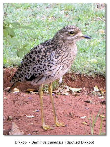 Dikkop (Spotted Dikkop) Burhinus capensis