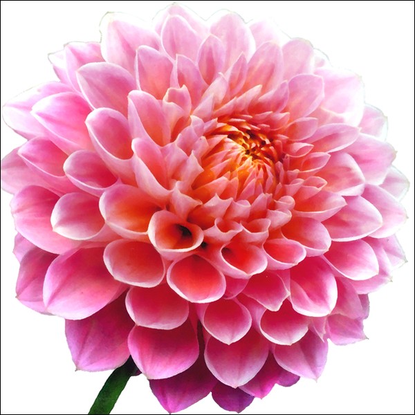 Dahlia No. 2