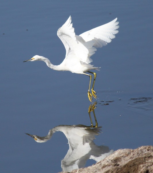 Snowy Egret (Feeding)