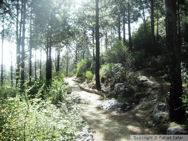 Into the Margallas, Islamabad.