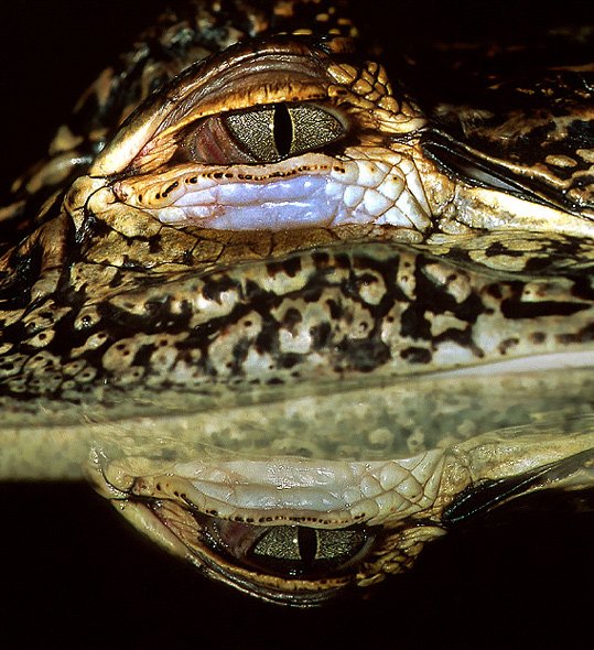 Croc's Eye Reflection