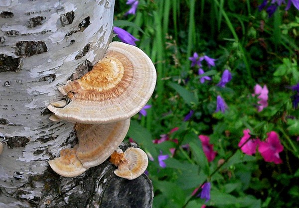 Tree fungi