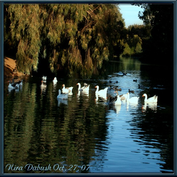 Ducks Pond