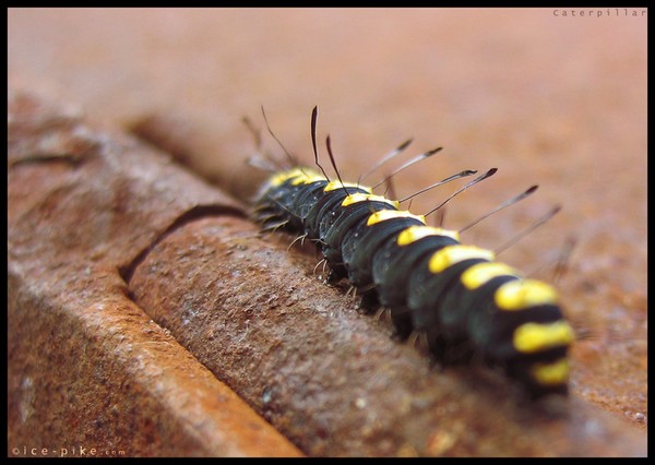 Rusty iron caterpillar