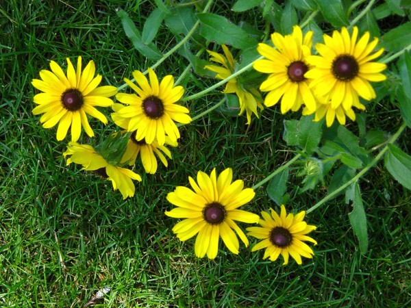 A Clutch of Daisies