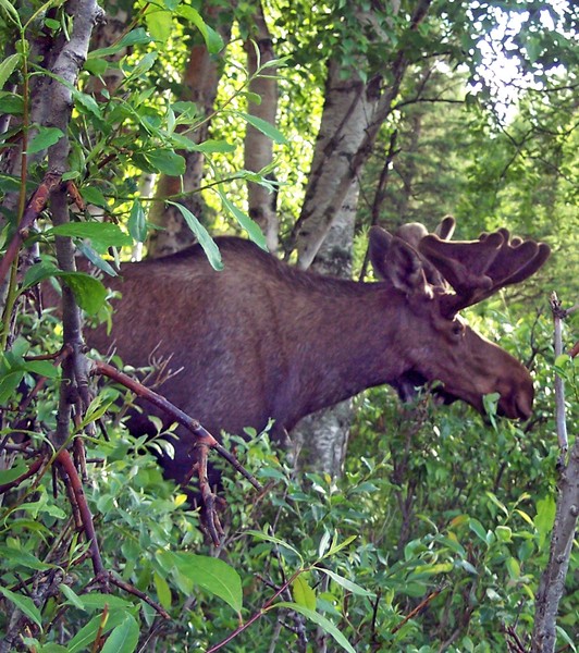 Grandpa Moose