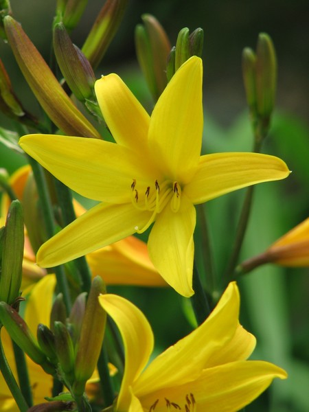 Yellow Daylilies from Cathedral of the Pines
