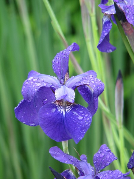 Rain-dappled Blue iris
