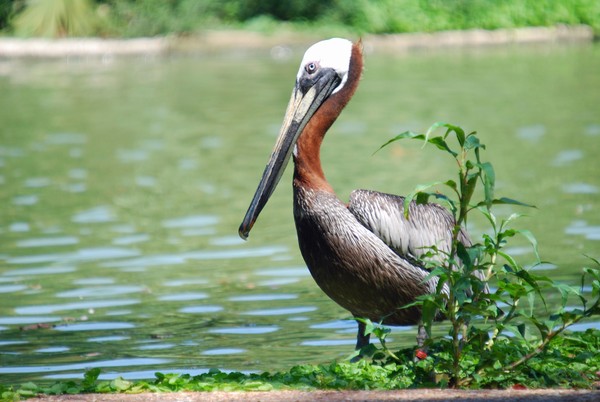 Pelican