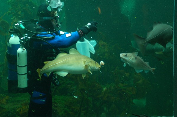 sealife centre underwater feeding tank