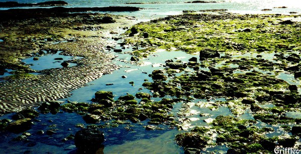 SHORE AT LOW TIDE