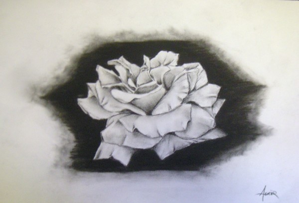 Charcoal Study Rose