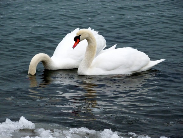 Couple of Swans