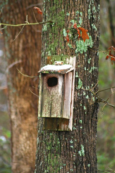 Bird House I