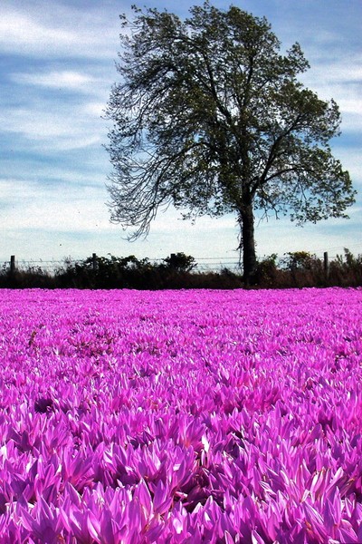 Purple Fields