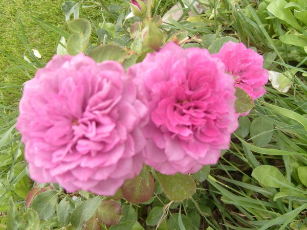 Roses so pink