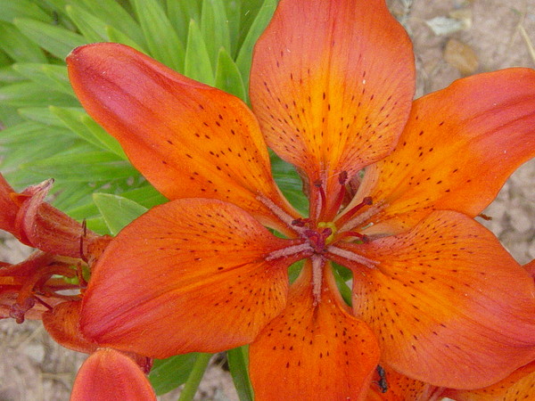 Lily in Summer