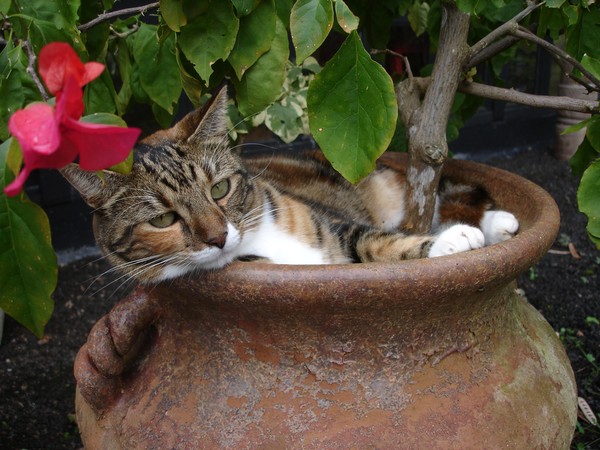 Sheeba Flower Pot Girl