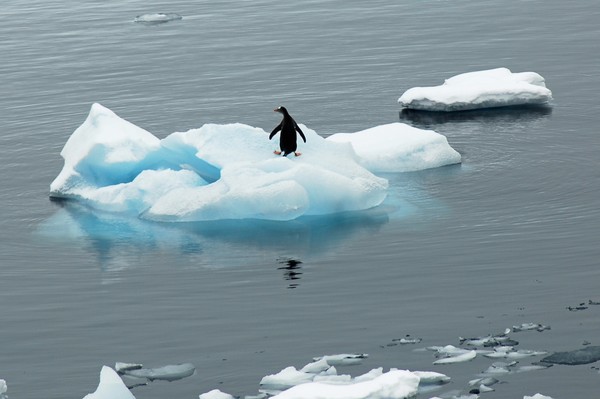 Pinguin on an iceberg,Antarctica,December 2008