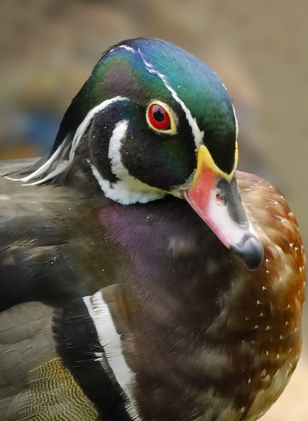 Wood duck II