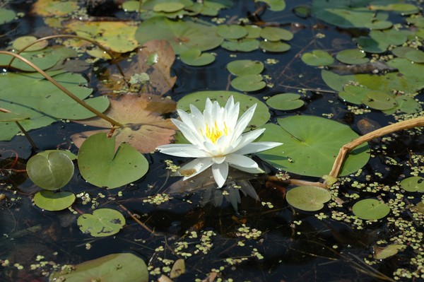 Fragrant Water Lily