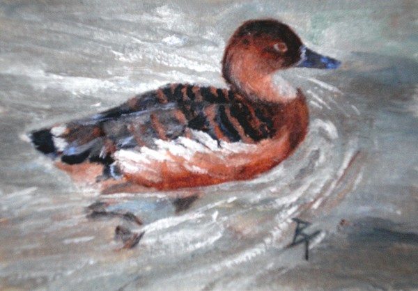 Swimming aceo