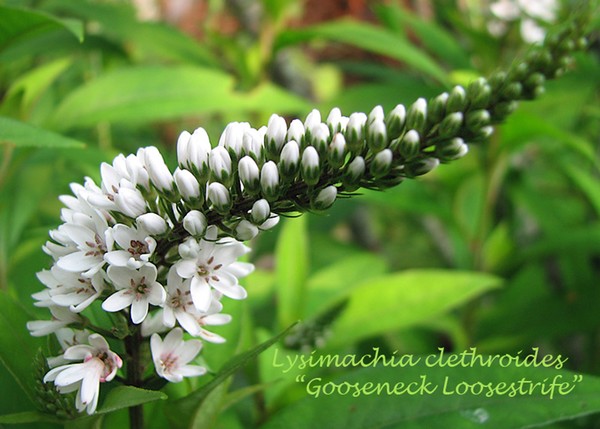 Gooseneck Loosestrife