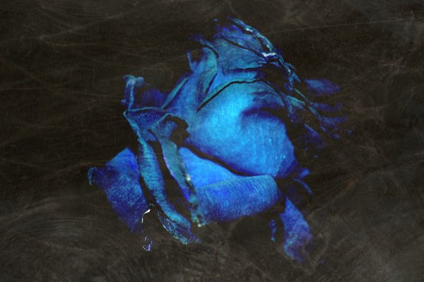 the blue rose