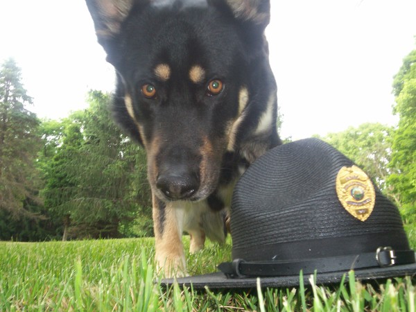 Max K-9 next to Police Chief Hat