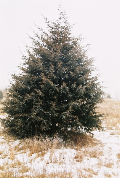 Evergreen Tree In Wisconsin