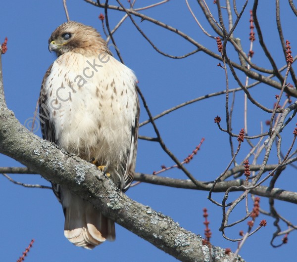 Red Tail Hawk blinking