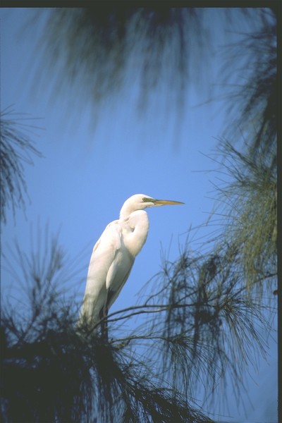 White Egret****©2008, JDS