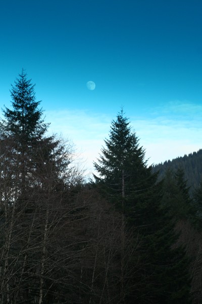 Dusk Forest Moon