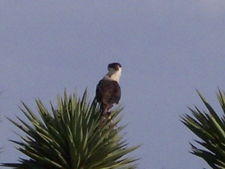 mexican eagle,eyeing