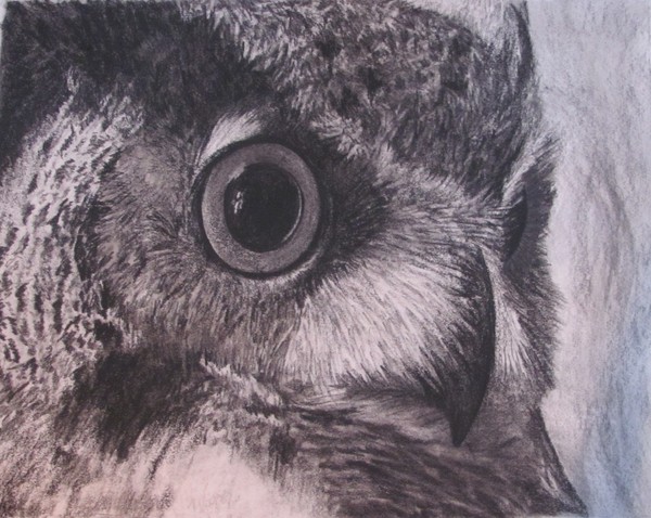 Owl charcoal